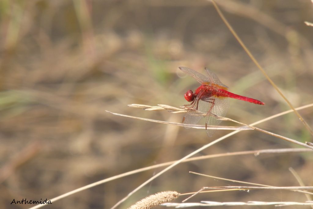 Crocothemis erytraea